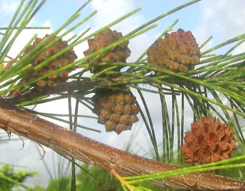 Botanicals in Aquariums: Exploring the Benefits of Casuarina Cones