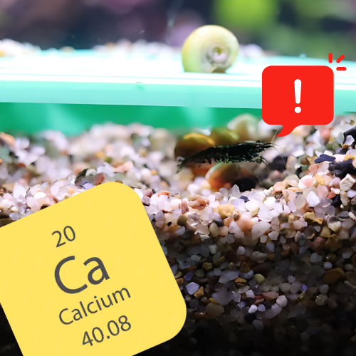 Is calcium important to aqarium shrimp?
