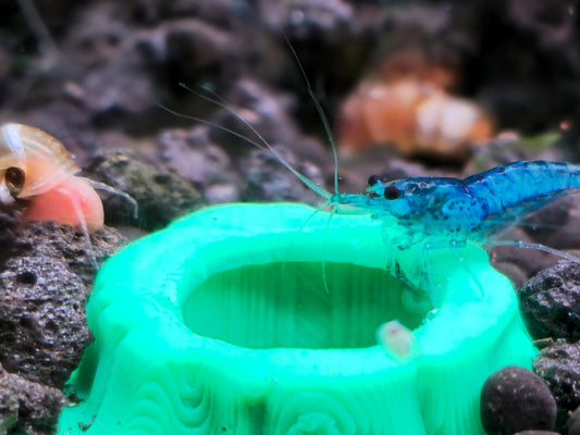 The Ultimate Guide to Purchasing Aquarium Shrimp