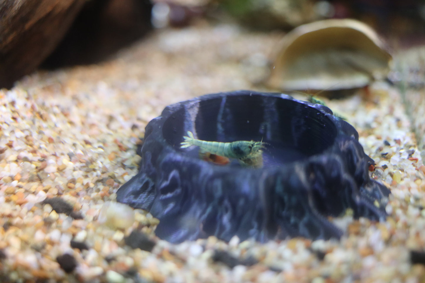 Tree Stump Fish and Shrimp Feeder