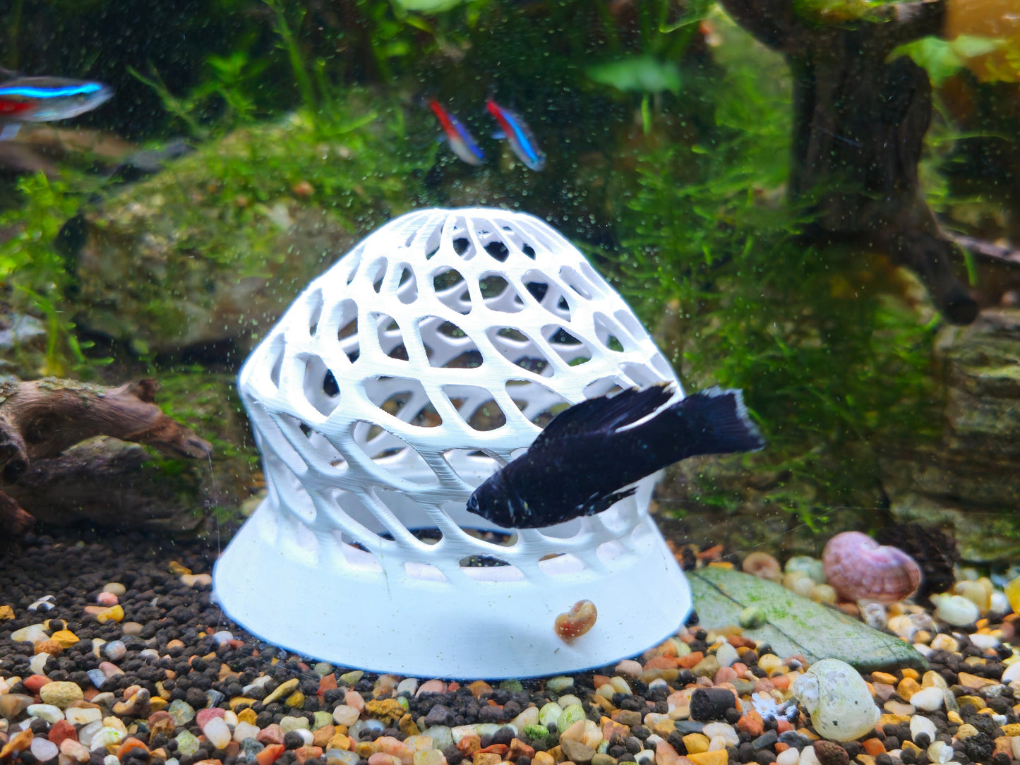 Shrimp Hide -  Safe, Stylish, and Naturalistic Design for Your Aquarium